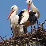 Le Meisenberg فندق Châtenois