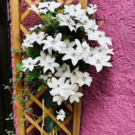 Le Meisenberg
