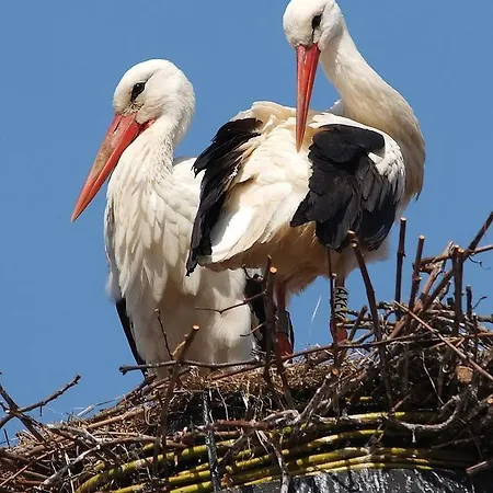 Le Meisenberg ホテル Châtenois