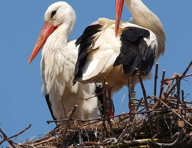 Le Meisenberg Hotel Châtenois